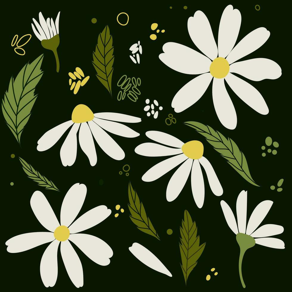 White daisy chamomile flowers. Camomile vector illustration set. Cute round flower head plant nature collection. Decoration element. Love card symbol. Flat design for cards, packaging, prints, textile