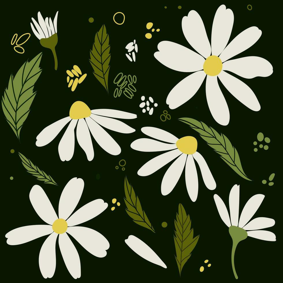 blanco margarita manzanilla flores manzanilla vector ilustración colocar. linda redondo flor cabeza planta naturaleza recopilación. decoración elemento. amor tarjeta símbolo. plano diseño para tarjetas, embalaje, huellas dactilares, textil