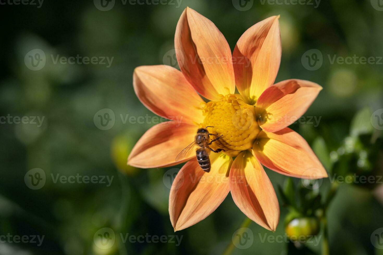 close-up of a bee pollinating a flower and making honey. photo