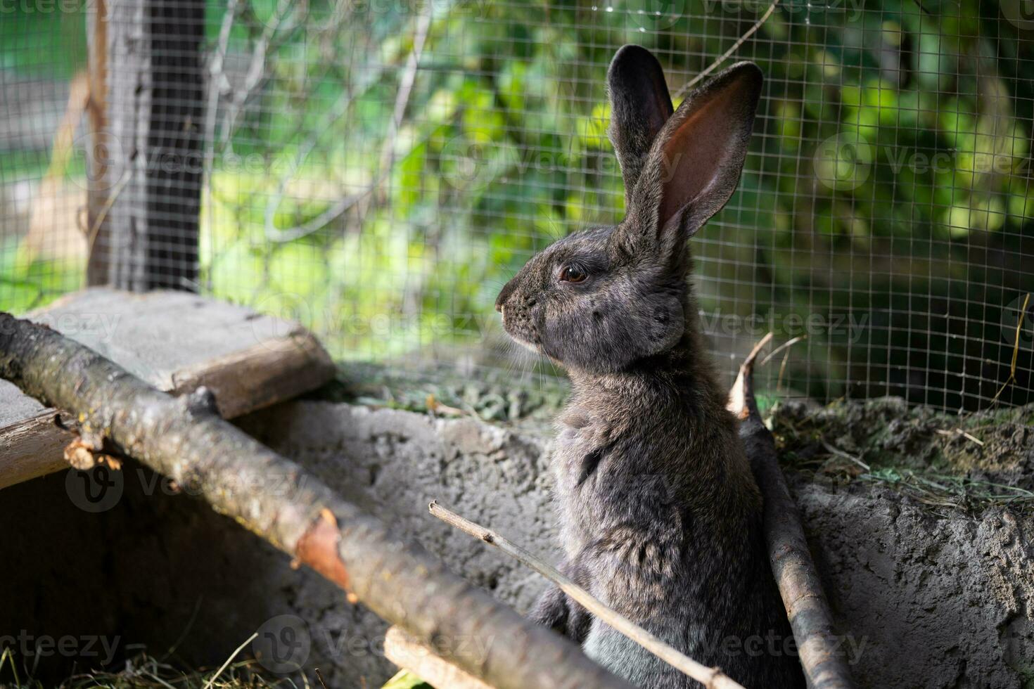 a beautiful grey domestic rabbit is grazing and walking in the enclosure outdoors photo