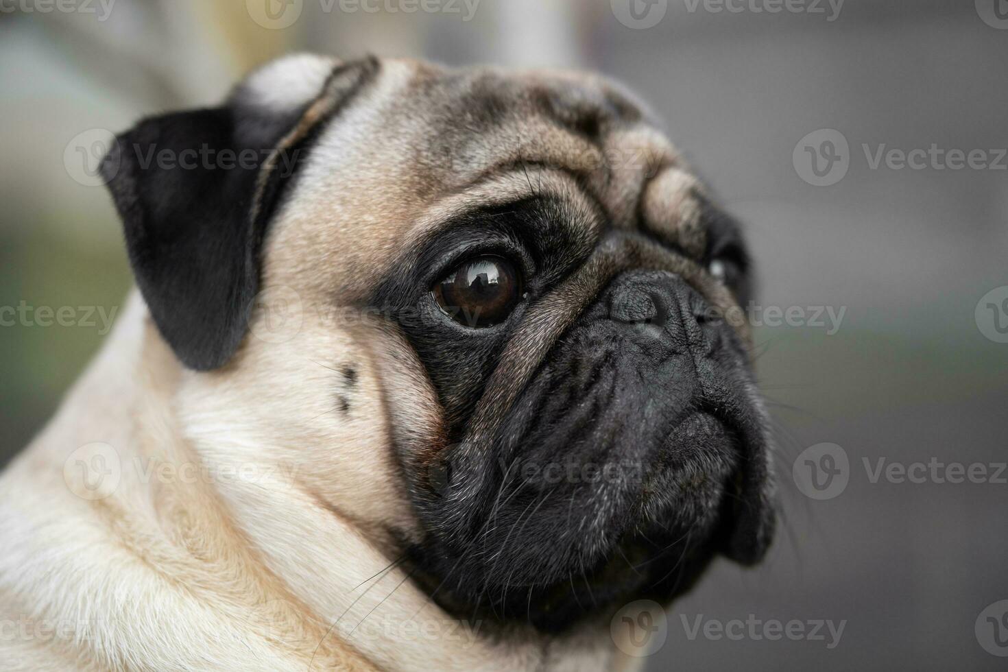 de cerca retrato de un doguillo perros cara en el calle foto