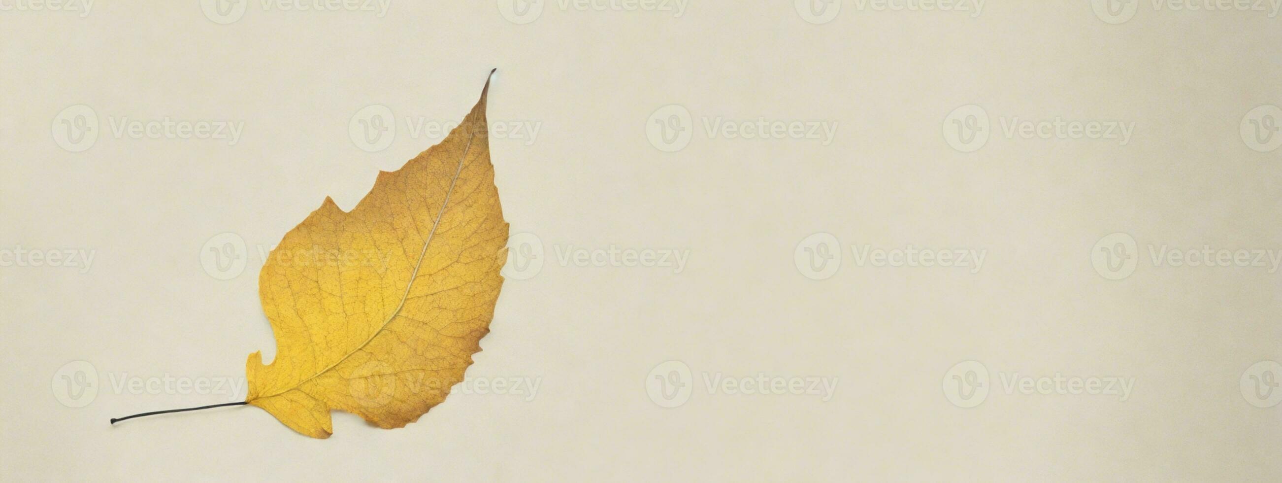 a yellow leaf on a white background photo