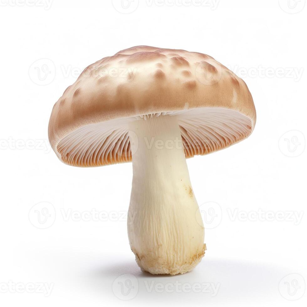 Mushroom on white background. photo