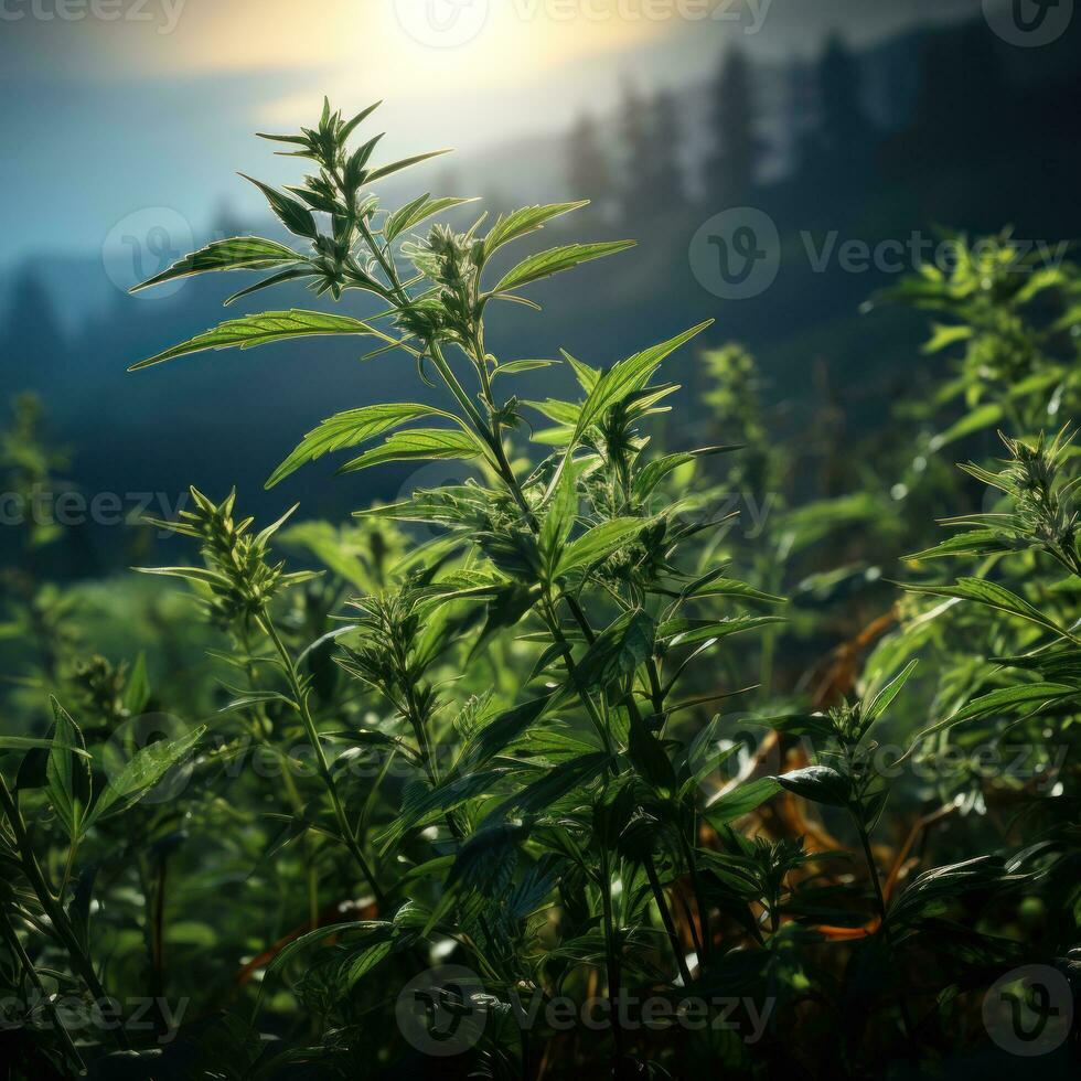 Scenic view of lush tea garden on highland, with early morning smog, great use for farming concept, agriculture, agronomy, background, education, business etc. Generative Ai Images photo