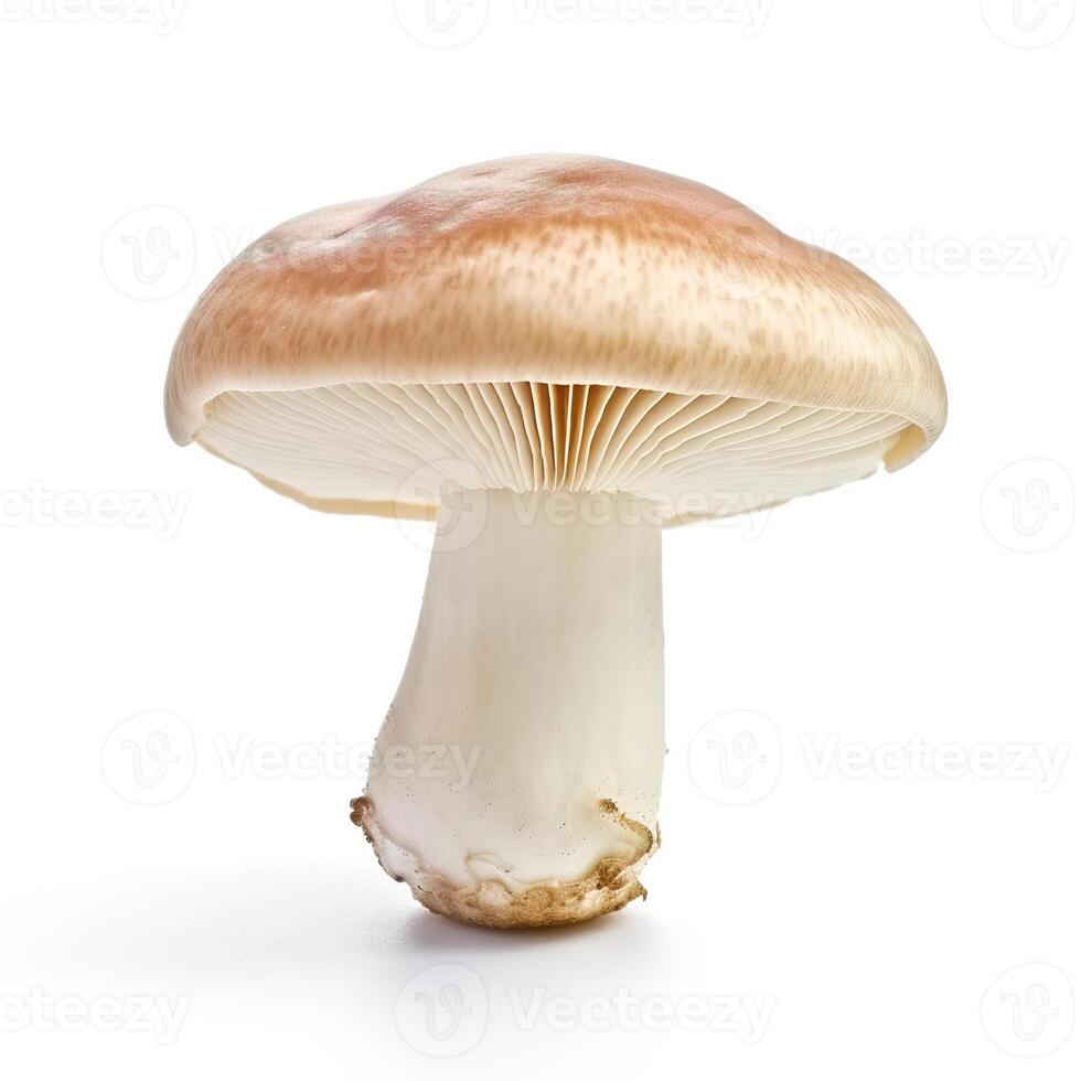 Mushroom on white background. photo