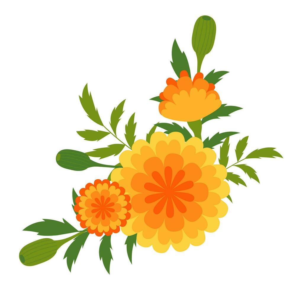 Marigold flowers blossoms. Mexican Dia de los Muertos. Indian Diwali festival. Day of Dead holiday Vector floral decorations.