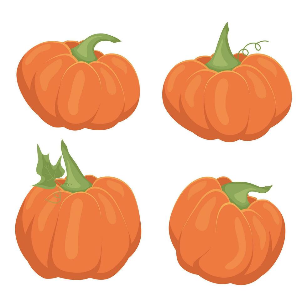 conjunto de vector ilustraciones de maduro calabazas naranja calabaza en un blanco antecedentes.