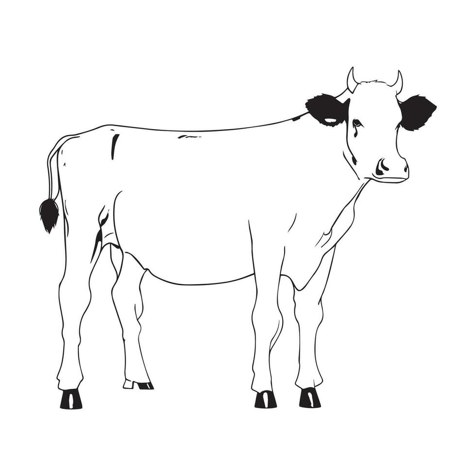 Vector image hand drawing Cow outline illustration