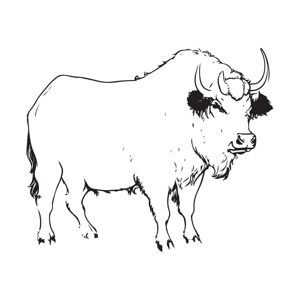 Vector image hand drawing Buffalo outline illustration
