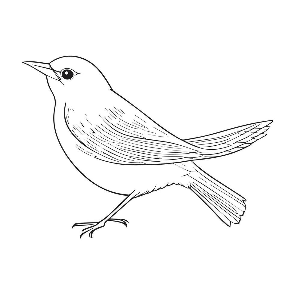 Vector image hand drawn birds outline illustration