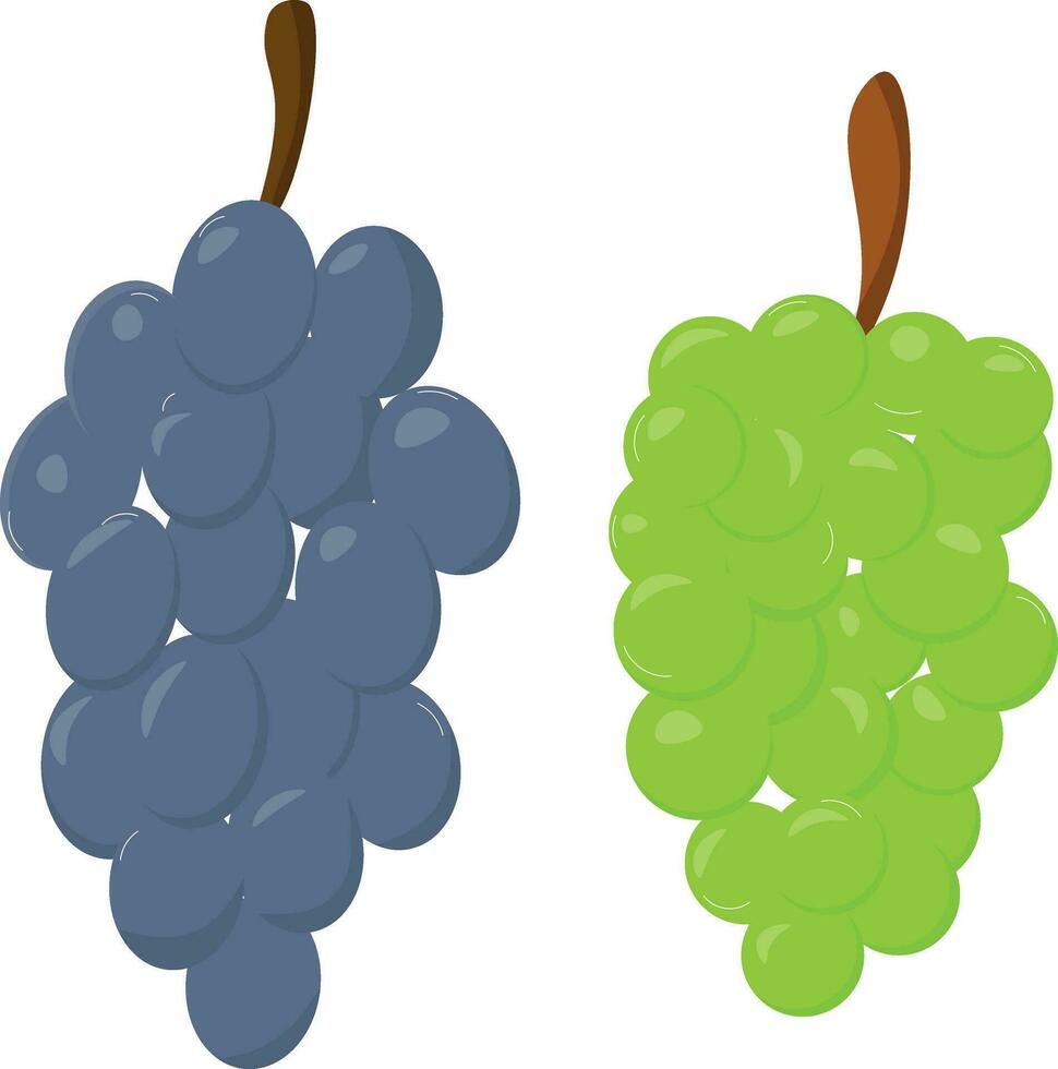 grapes vector illustration