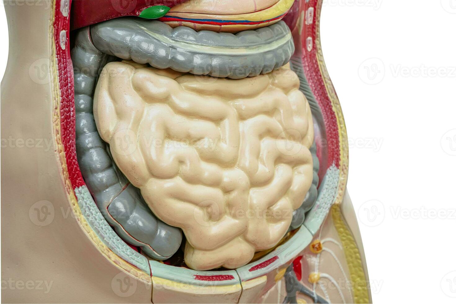 intestino o intestino humano anatomía modelo para estudiar educación médico curso. foto