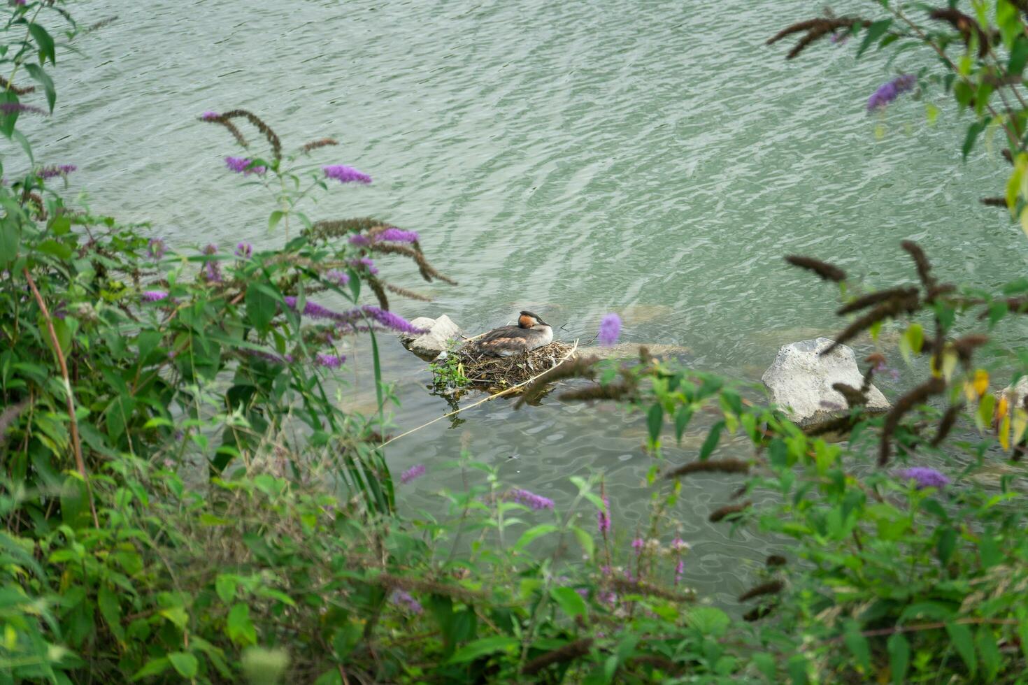 a duck in its nest on a rock in the water photo