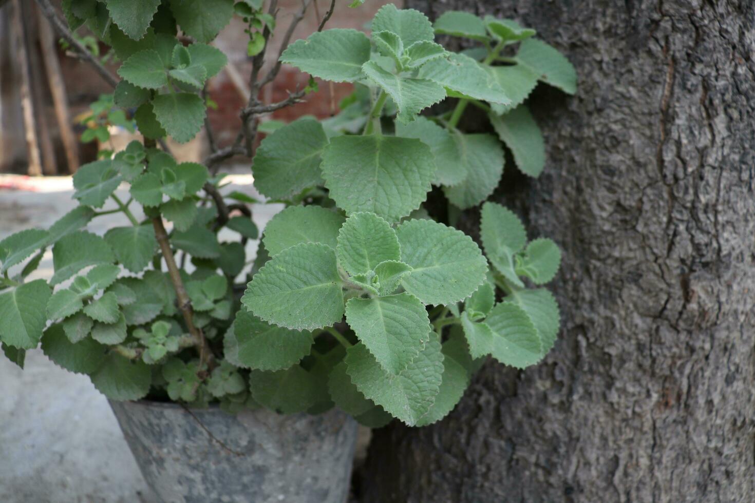 green leaves of celery plant photo