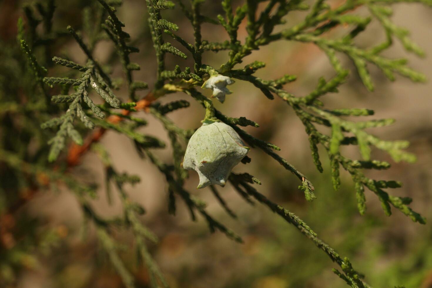 arborvitae plant close up photo