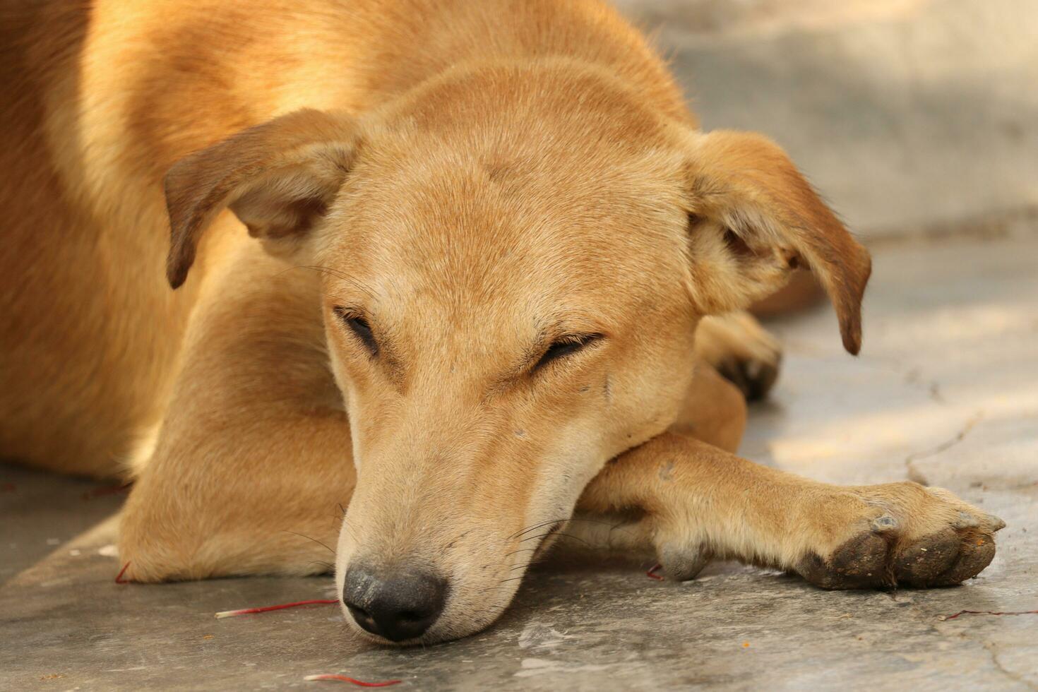 indian street dog on outdoor photo