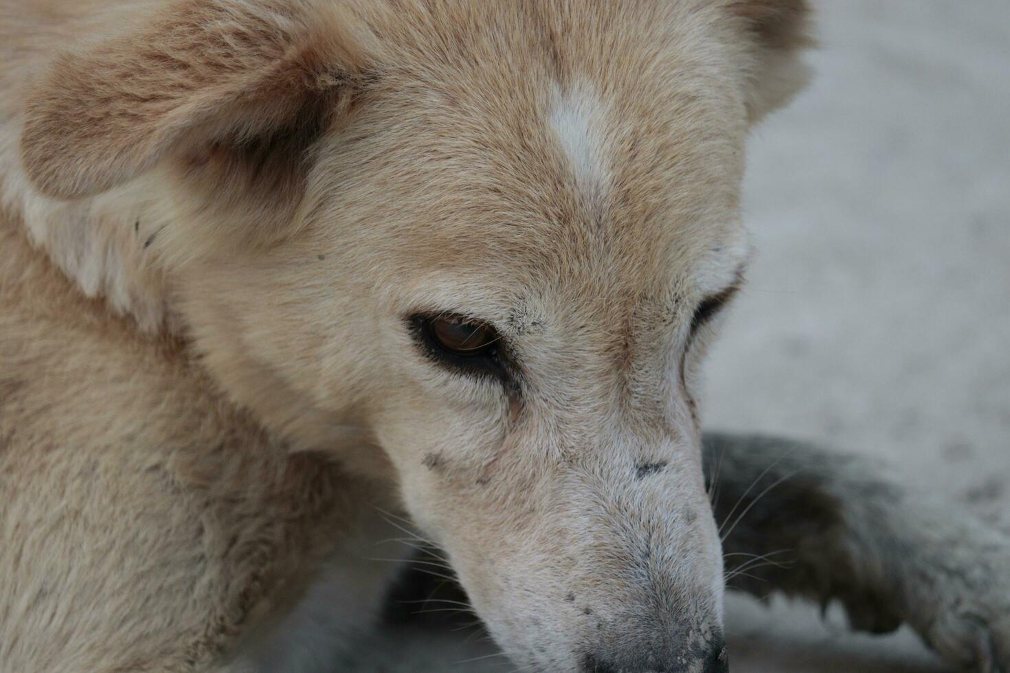 This is a street dog closeup photo