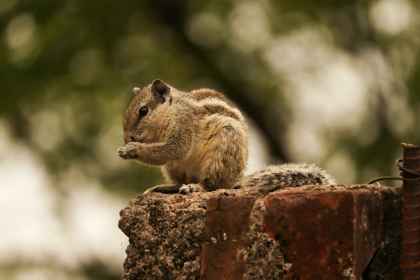 Cute eastern gray squirrel in india , closeup photo