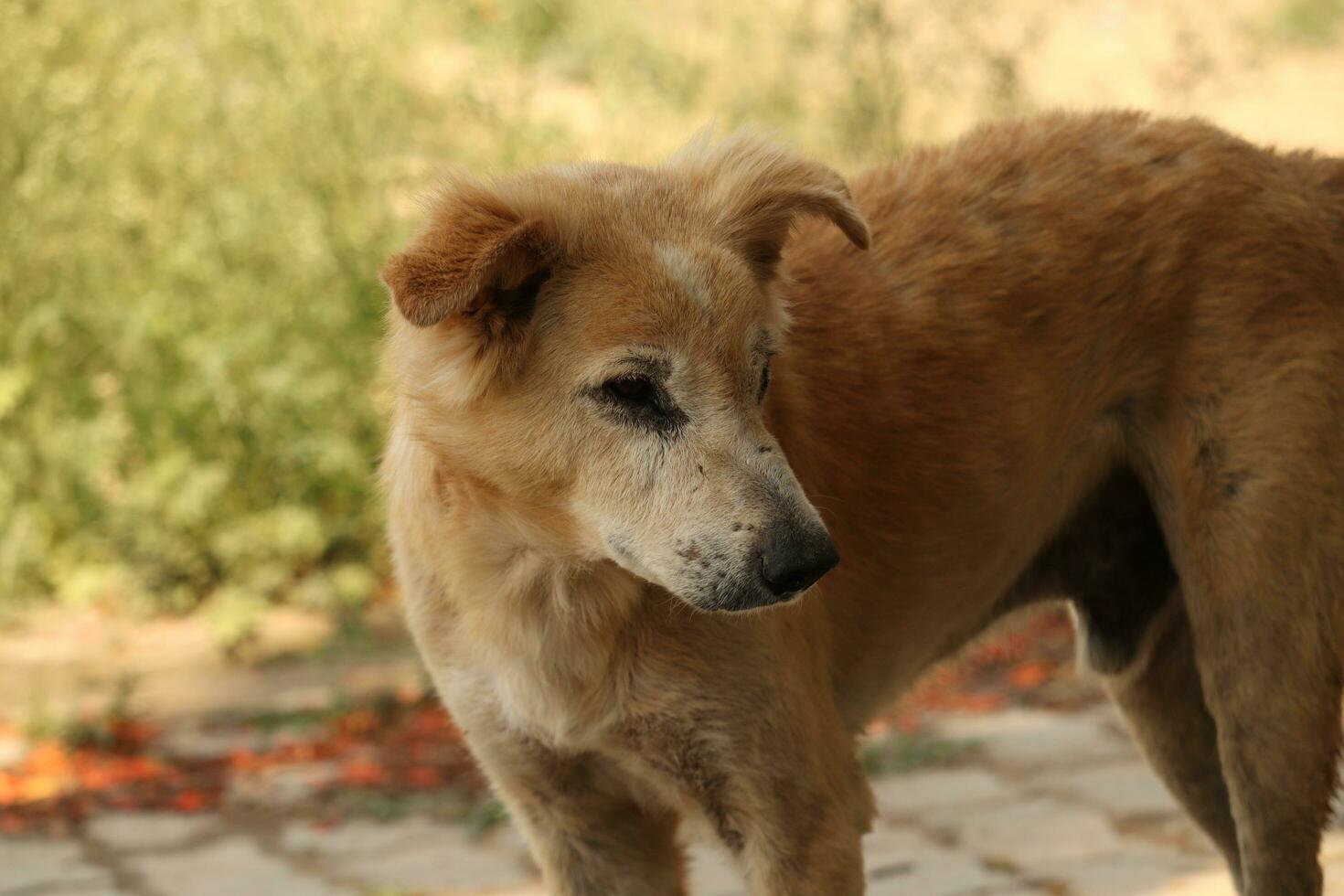 indian street dog on outdoor photo