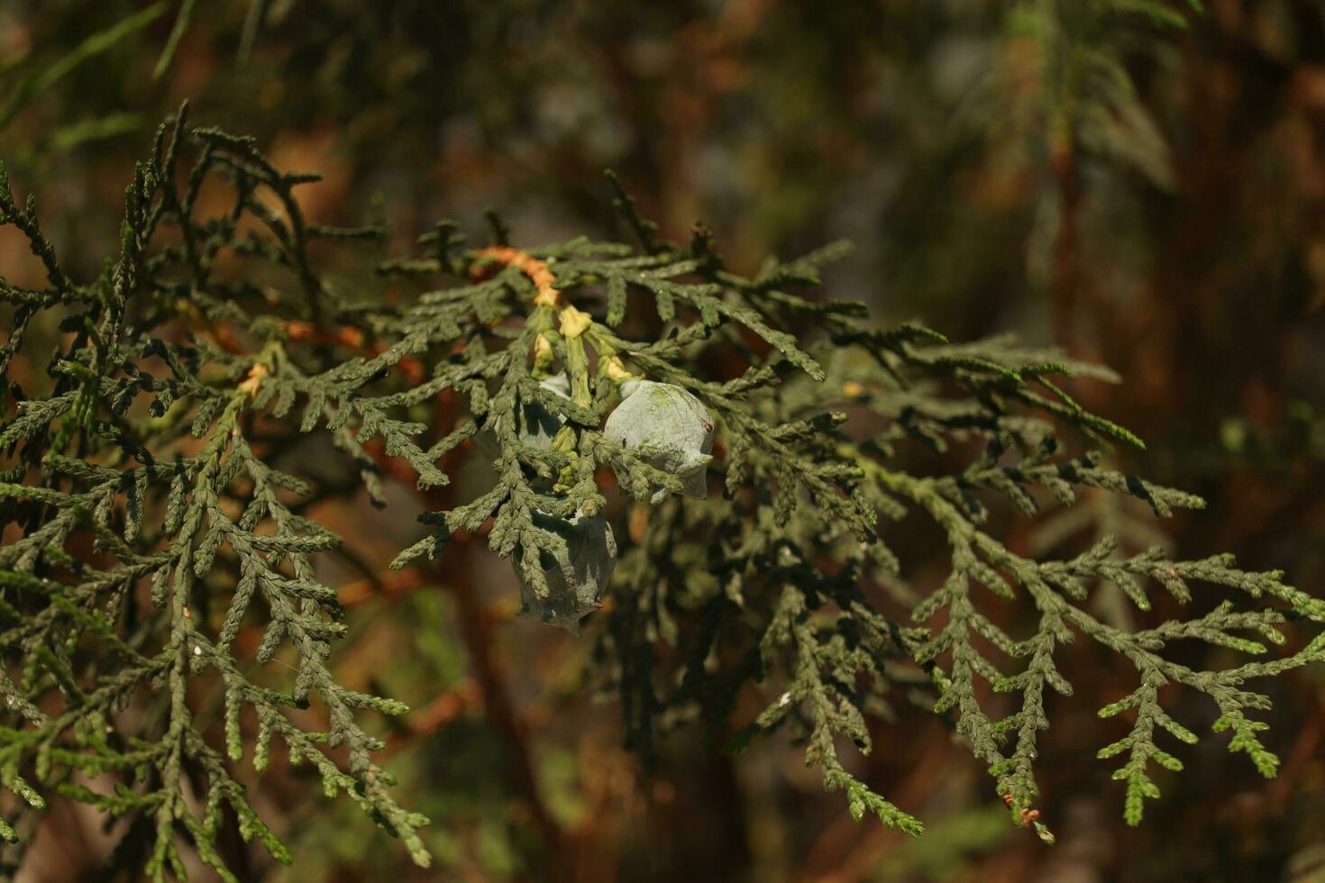 arborvitae plant close up photo