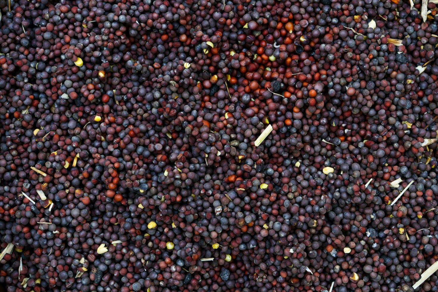 Mustard seeds, mustard seeds top view photo