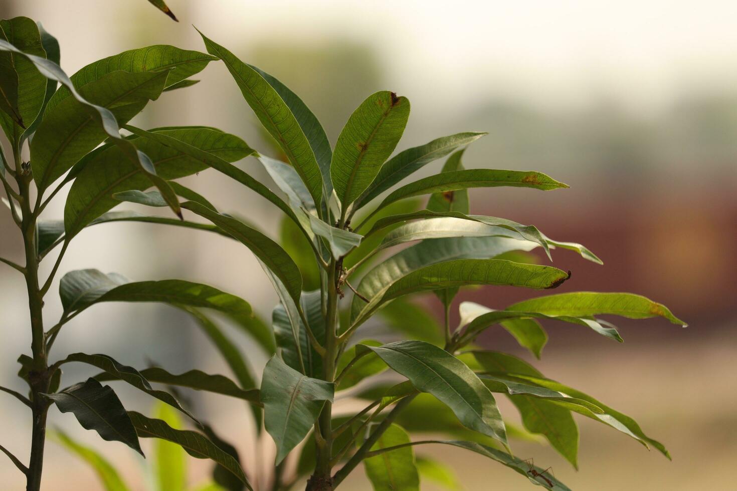 mango tree leaves photo