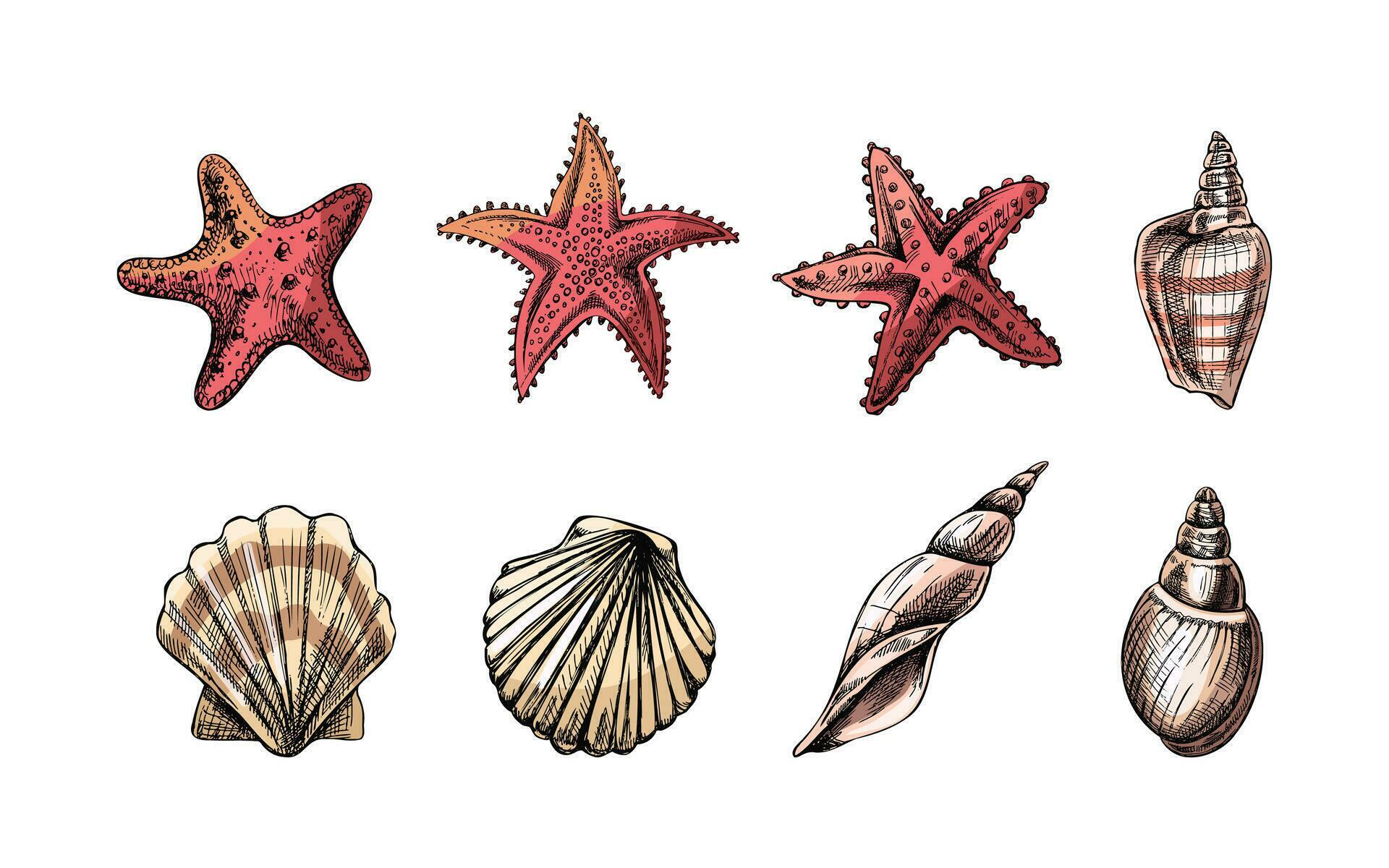 Seashells, marine Starfish, scallop seashell color vector set. Hand