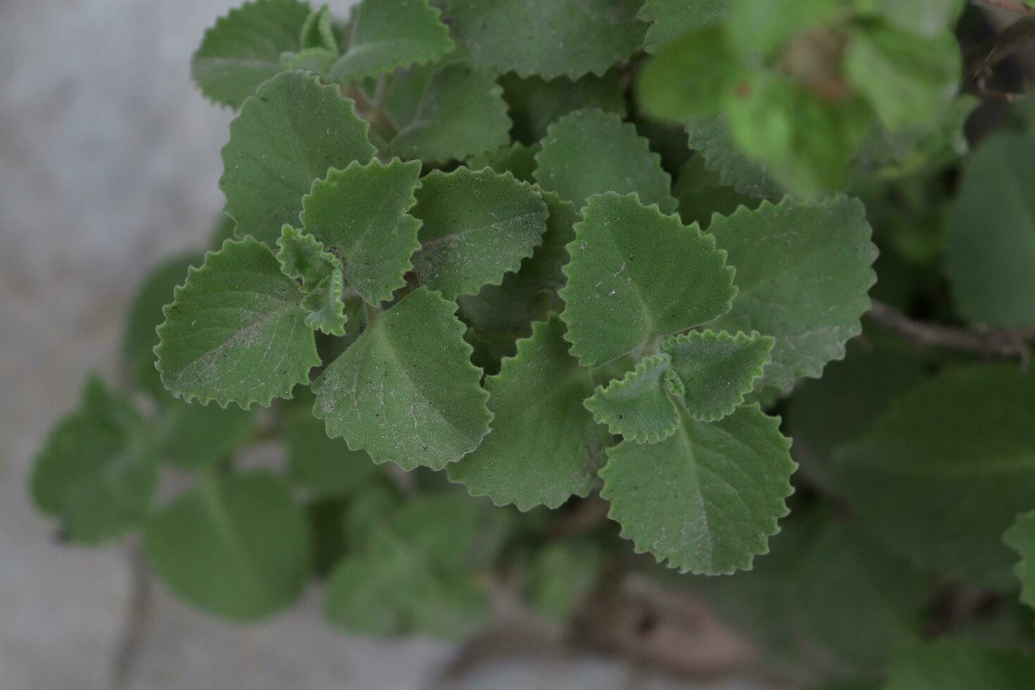 green leaves of celery plant photo