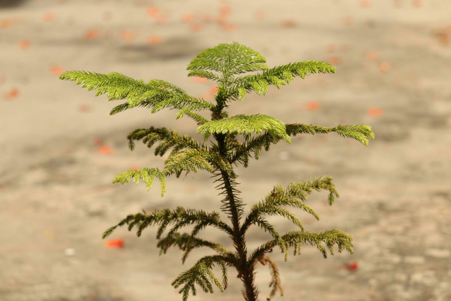 norfolk island pine or outdoor pine tree photo