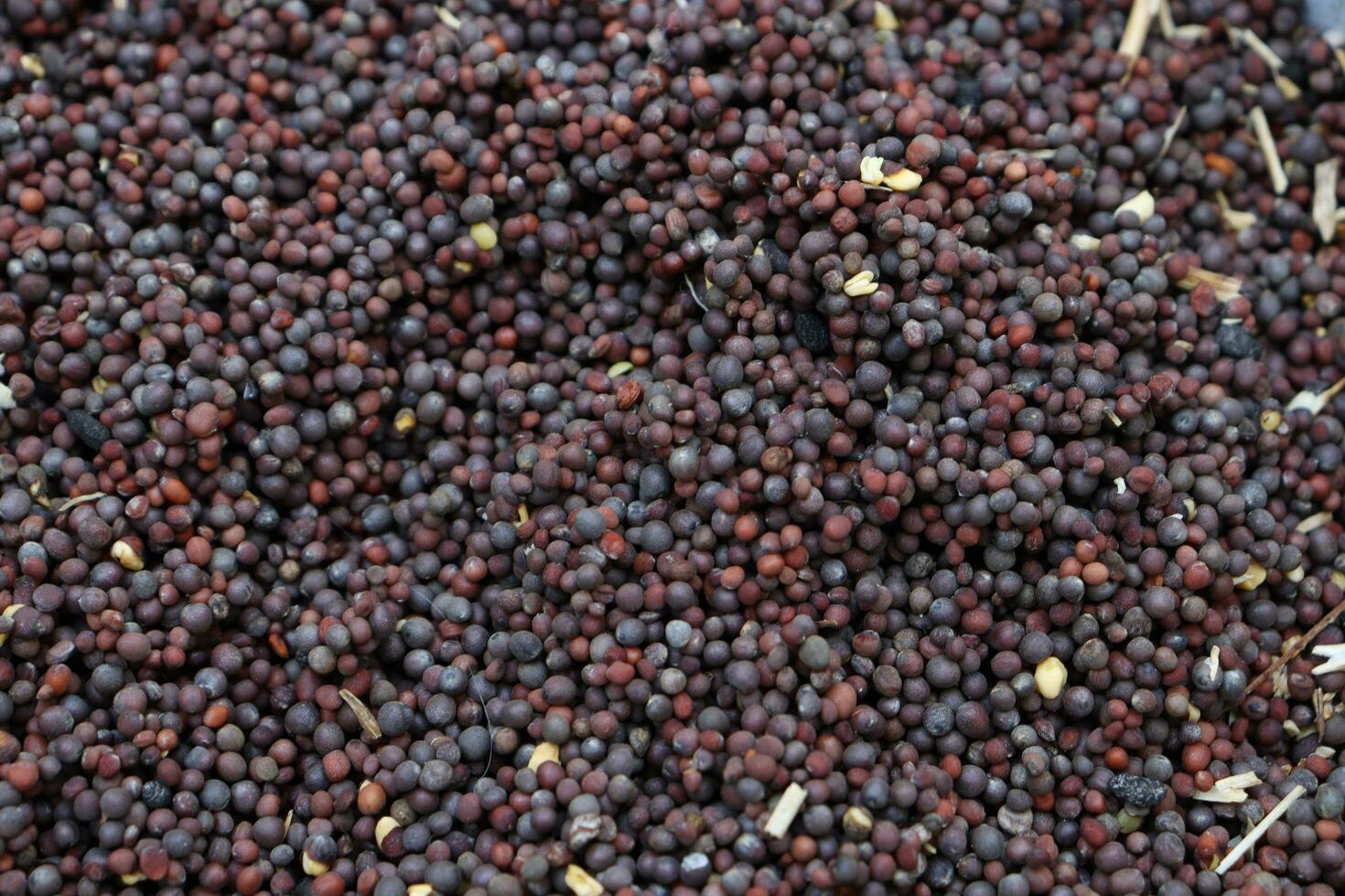Mustard seeds, mustard seeds top view photo