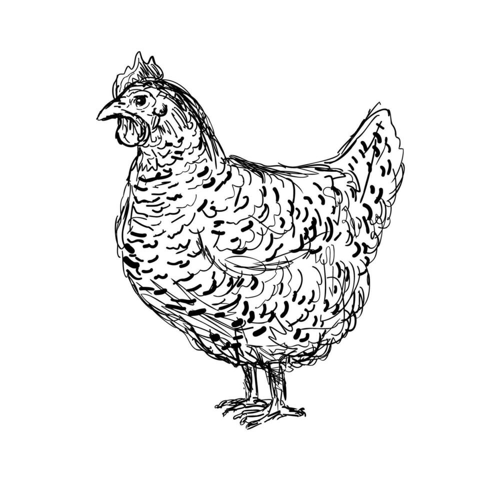 plymouth rock pollo o gallina lado ver dibujo vector