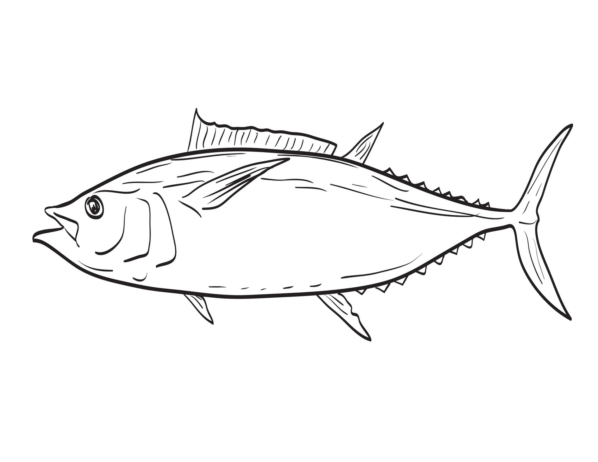 Learn About the Atlantic Bigeye – Fishing