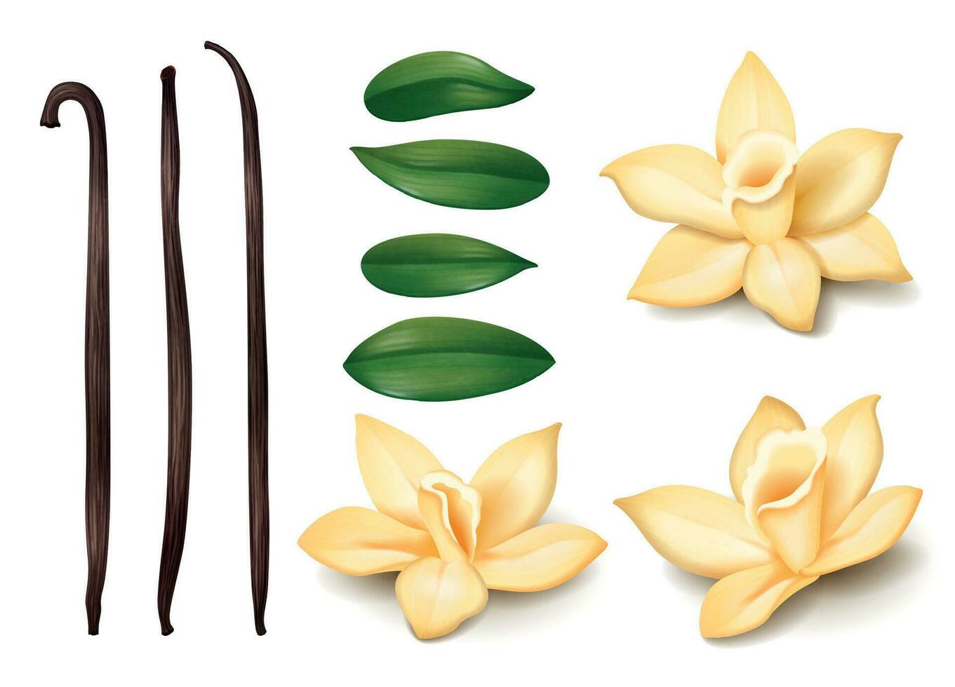 Realistic Vanilla Flower Set vector