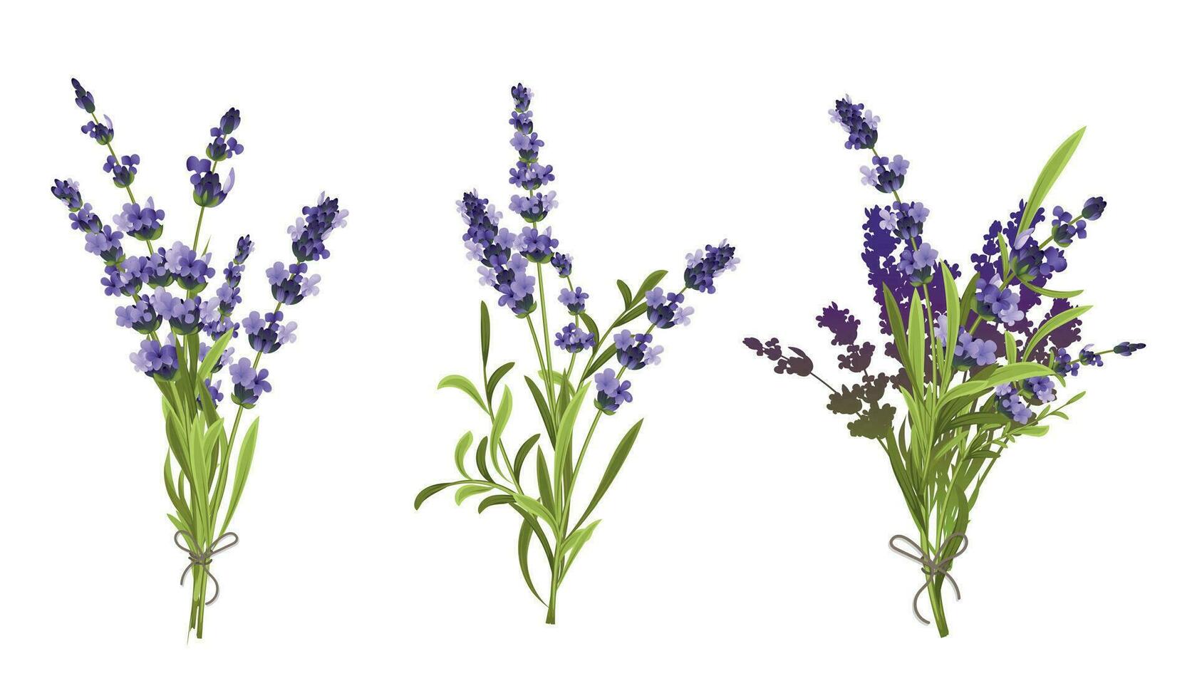 Lavender Floral Compositions vector