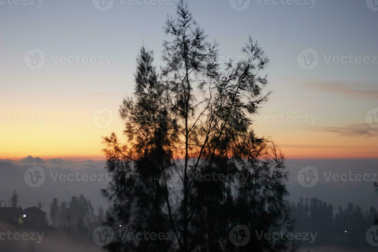 silhouette of an evergreen tree in the evening sunset against a red sky photo