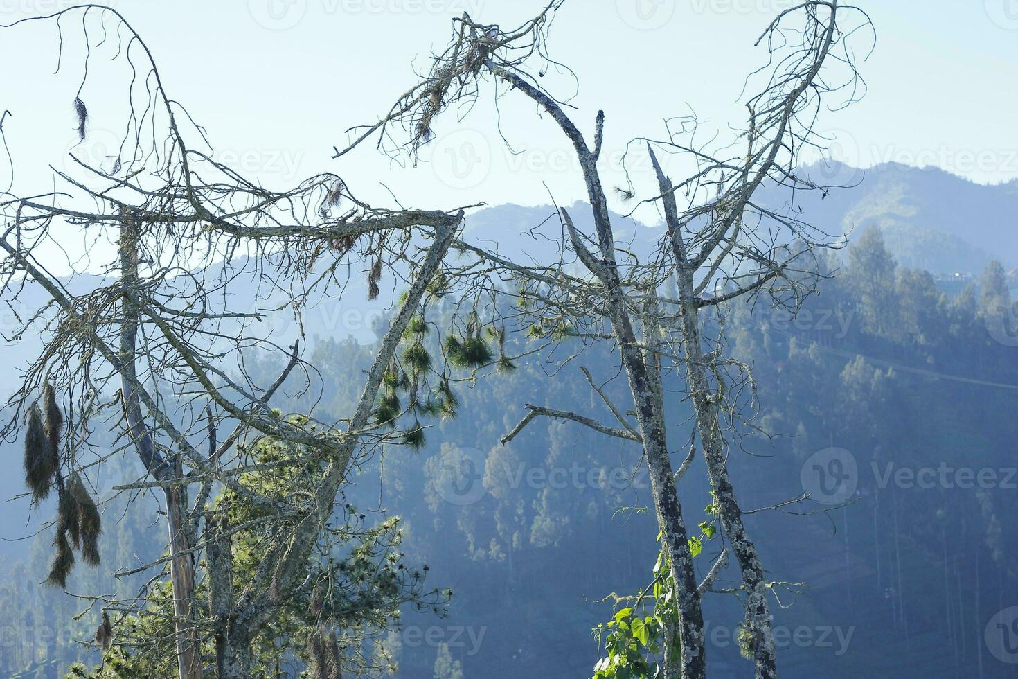 an old fir tree in the mountains photo