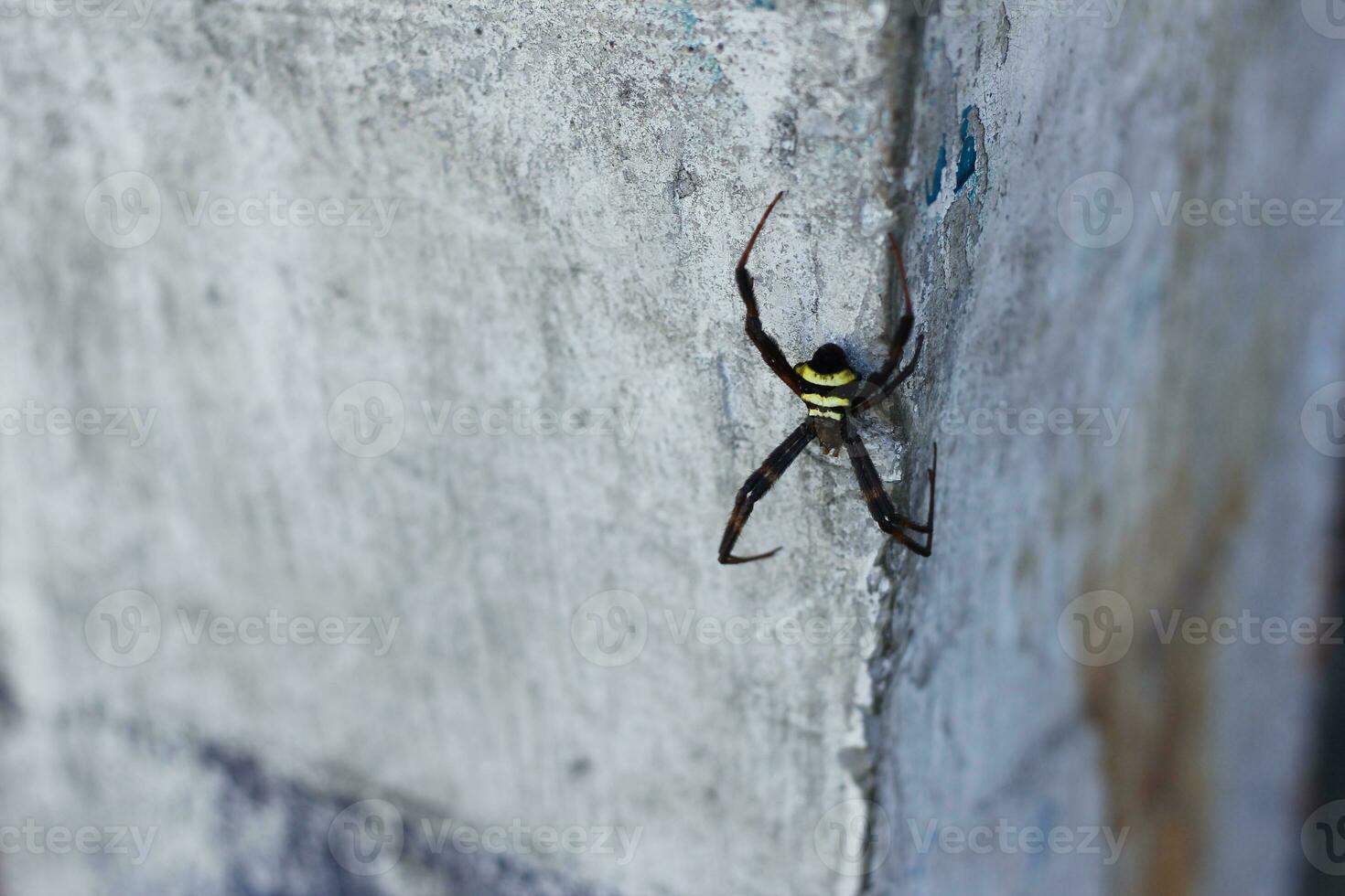 striped spider sticking to the wall photo