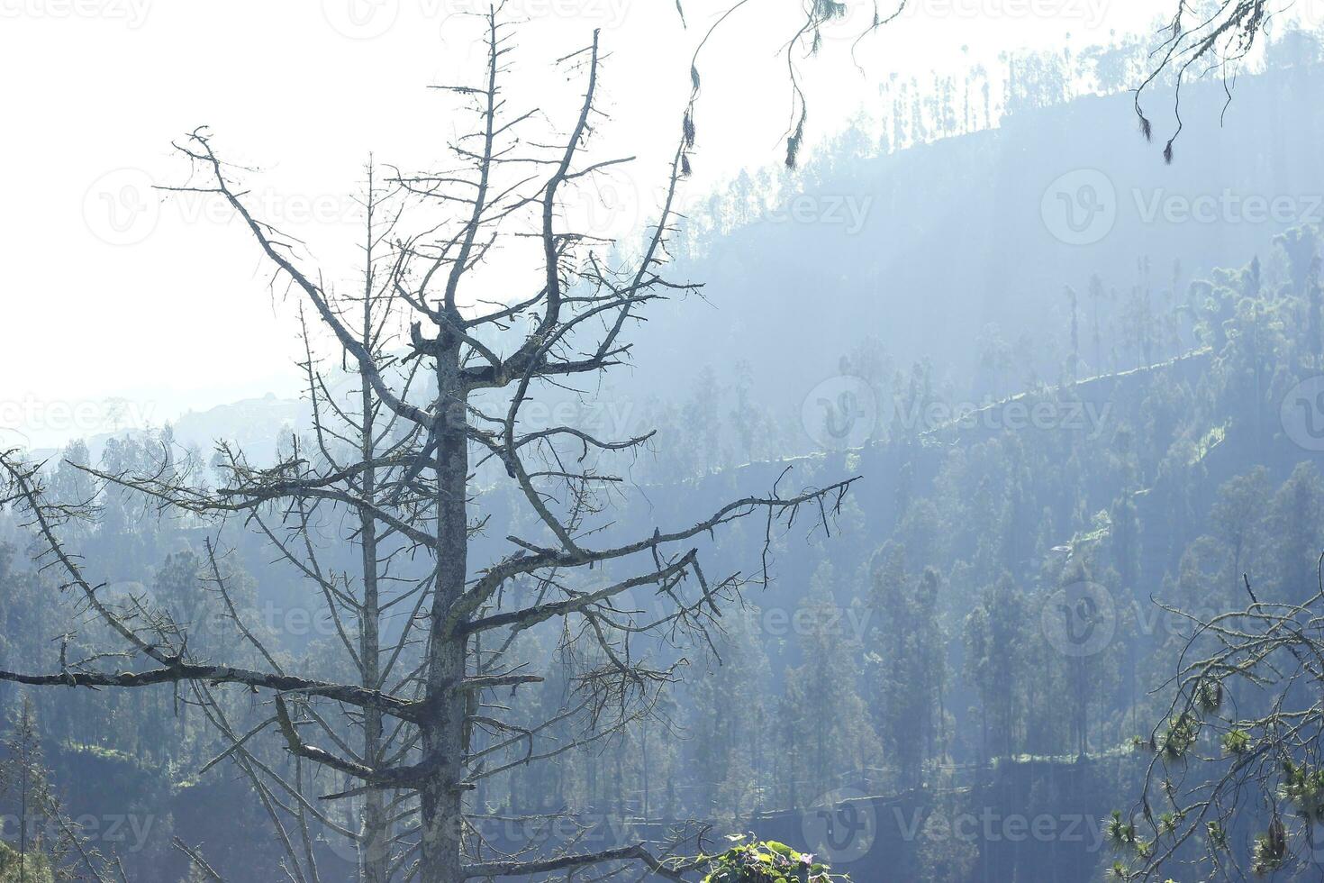 dry trees in the cold misty mountains photo