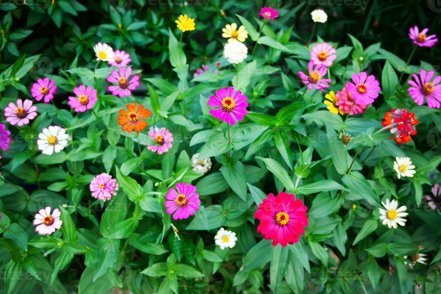 zinnia angustifolia kertas lekuk flower photo