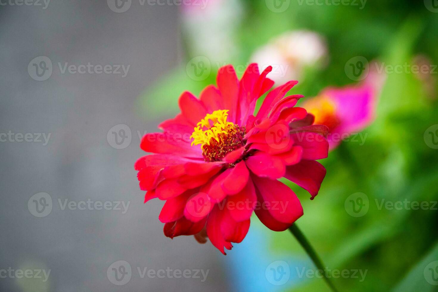 red flower in the garden closeup angle photo