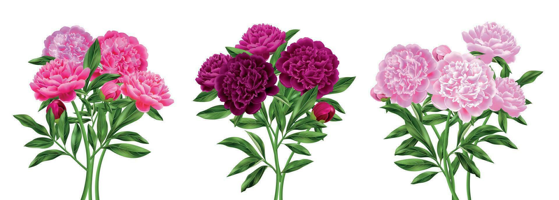 Realistic Peony Compositions vector