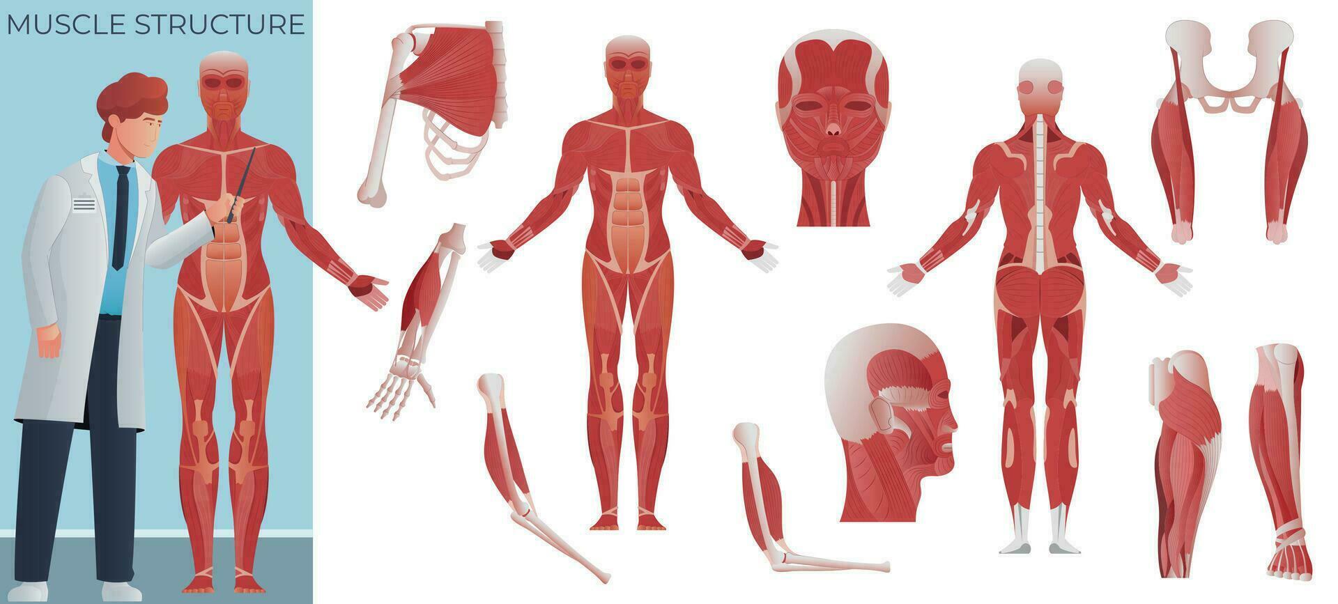Muscle Anatomy Flat Set vector