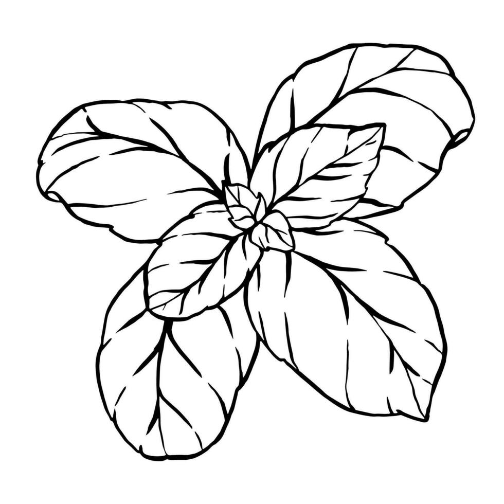 mano dibujado bosquejo negro y blanco conjunto de albahaca, hoja. vector ilustración. elementos en gráfico estilo etiqueta, pegatina, menú, paquete. grabado estilo ilustración