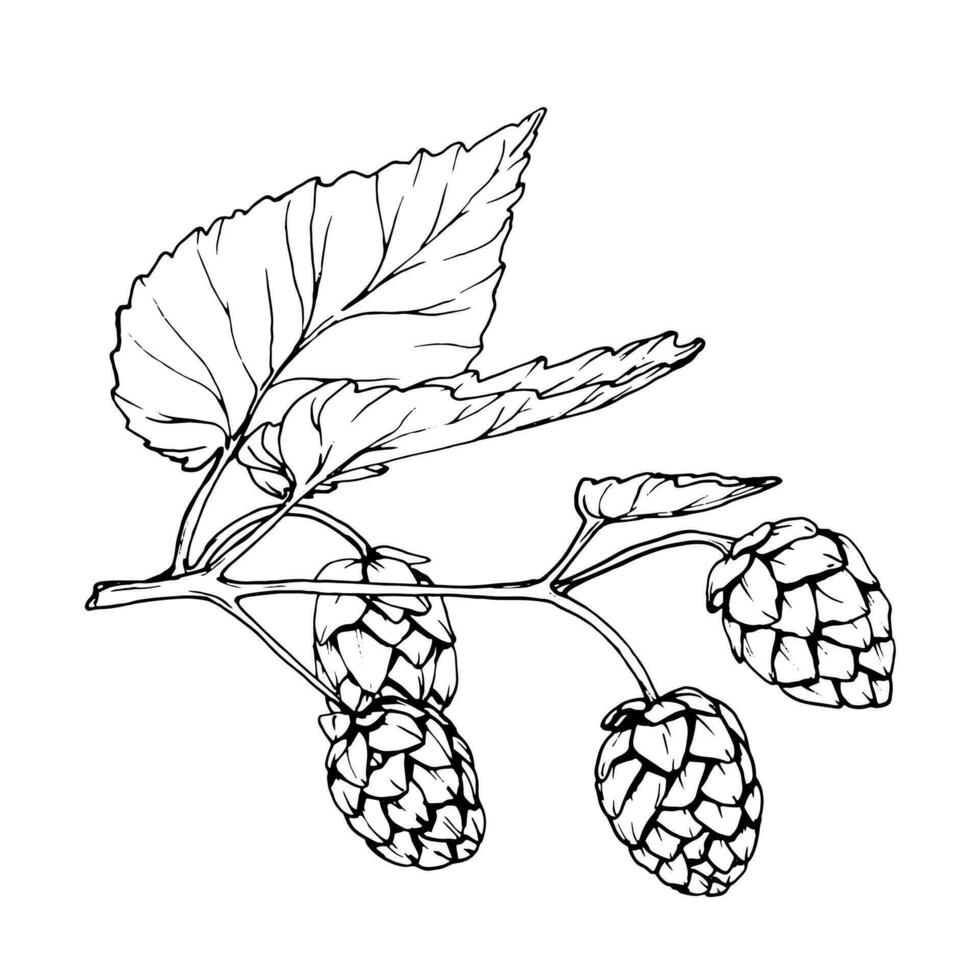 Fresh green hop. Glass of beer. Graphic hand drawn illustration for Octoberfest. Vector sketch for ornament or any design