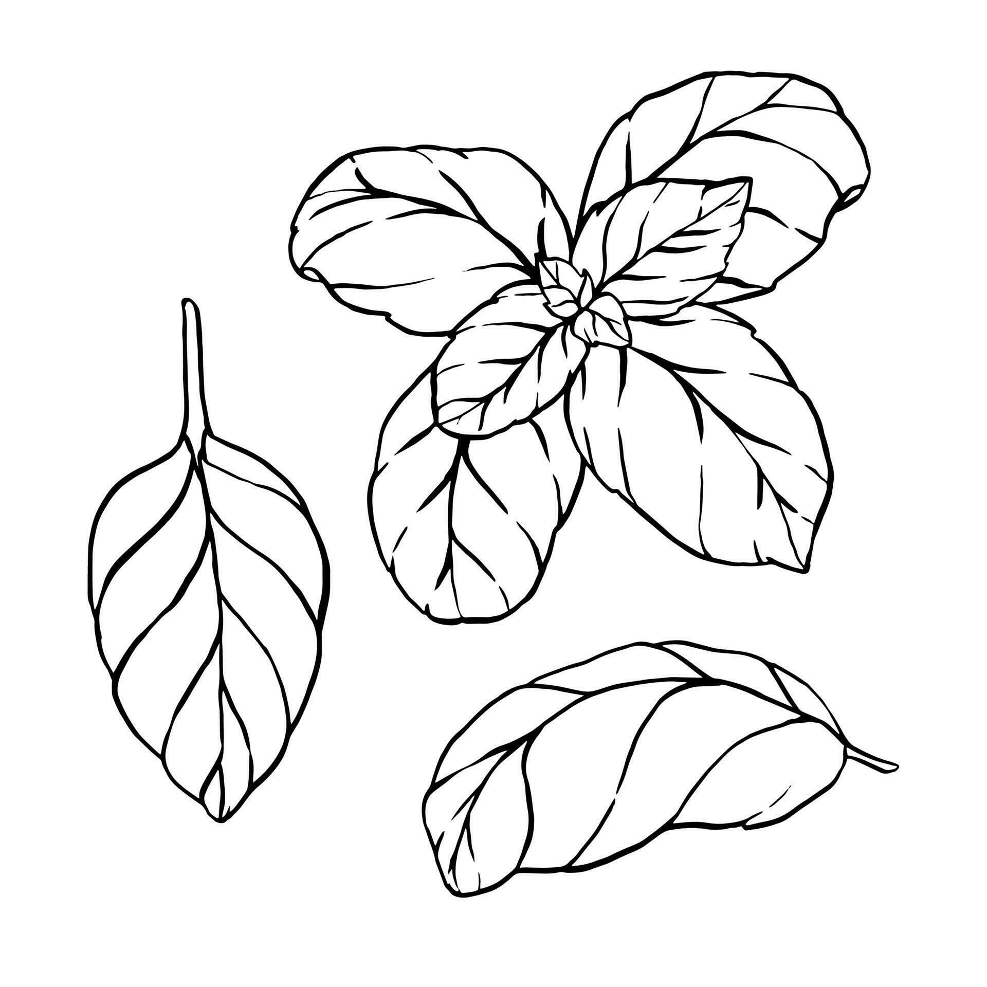 Hand drawn sketch black and white set of basil, leaf. Vector