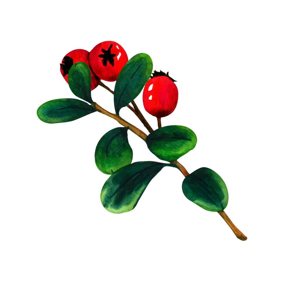 Wild forest branch red berries, cranberry, cowberry. Nature forest lawn scene. Wild landscape. Isolated eco natural vector illustration on white background