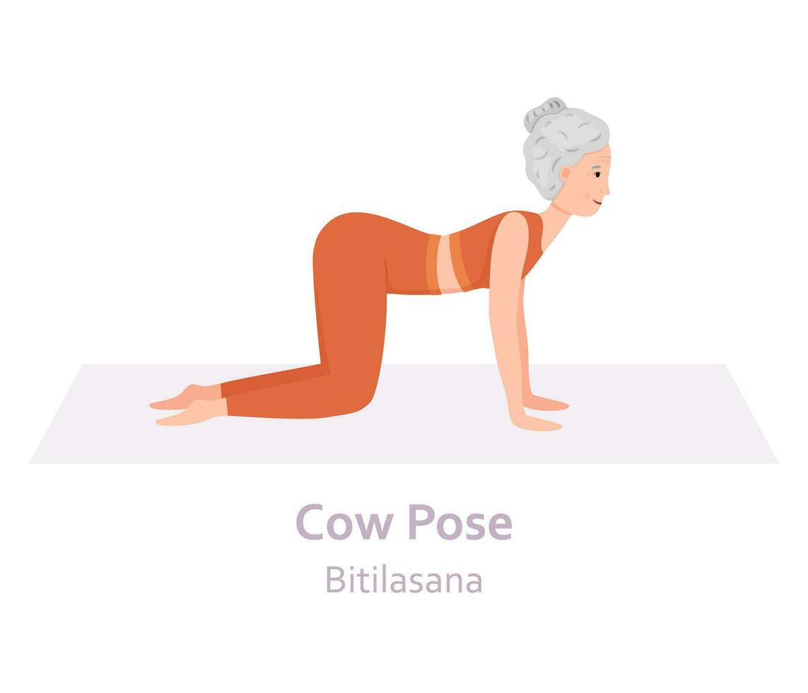 Cow Yoga pose. Bitilasana. Elderly woman practicing yoga asana. Healthy lifestyle. Flat cartoon character. Vector illustration