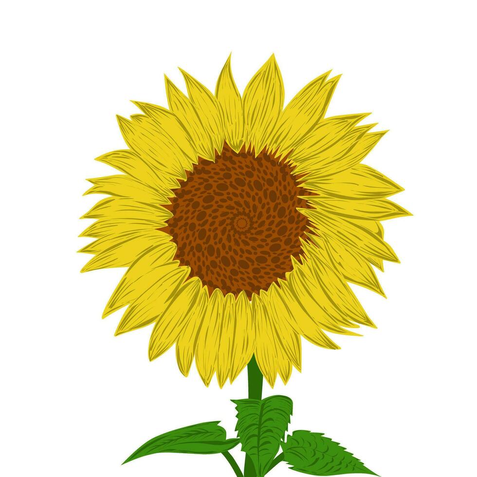 Illustration of a sunflower design. Perfect for poster, website, banner, book cover, invitation, video, sticker or tattoo elements. vector