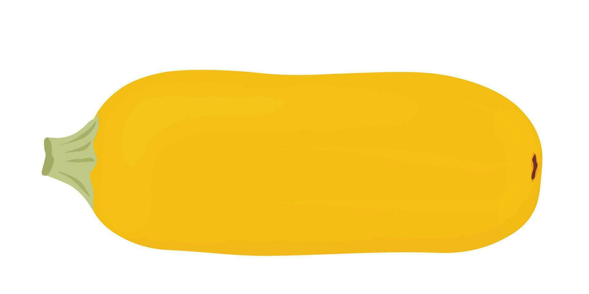 zucchini is yellow. Vector stock illustration. Isolated on a white background. A ripe vegetable.