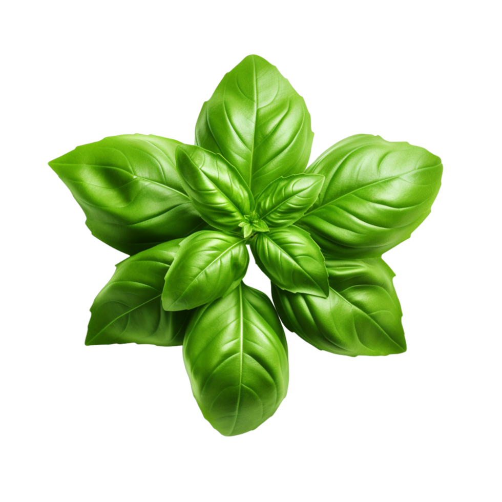 Fresh green basil leaves ai generative 29199458 PNG